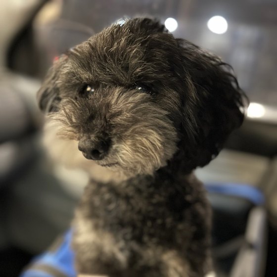 Andy, a grey terrier-poodle mix