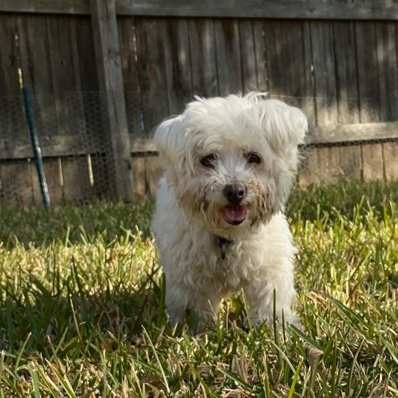 DJ, a small white dog in the grass