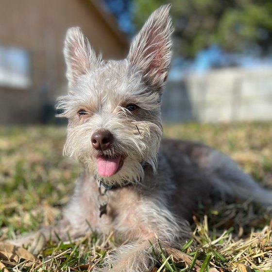 Elvis, a scruffy light-grey terrier with tall ears