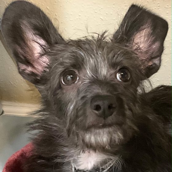 Jack, a black terrier with large pointed ears