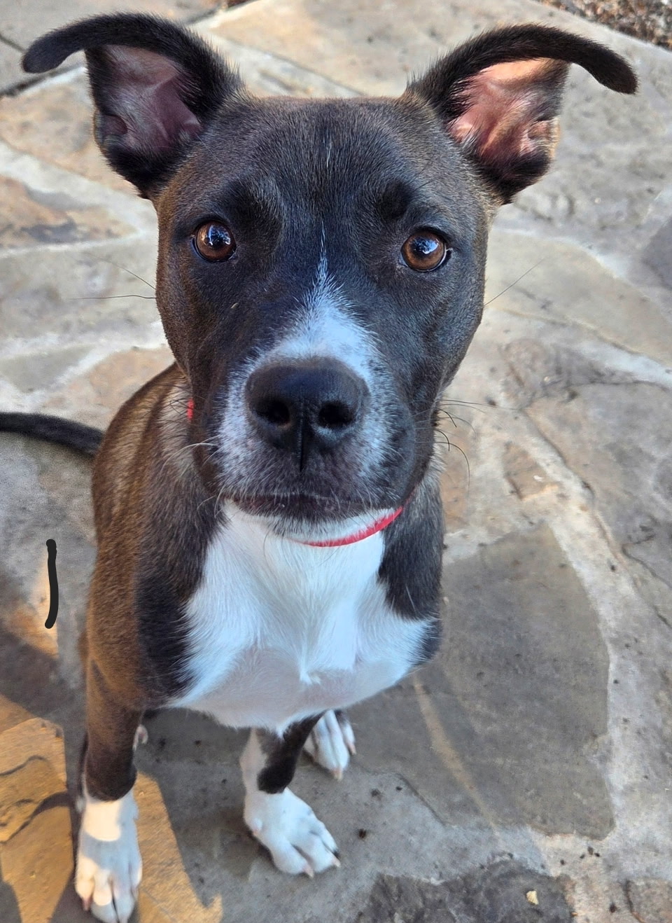 Teddy, a brindle puppy with a white chest and tall ears